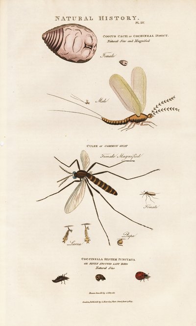 Gazdaságilag fontos rovarok: Cochineal, szúnyog és katicabogár alkotó: Sydenham Teast Edwards