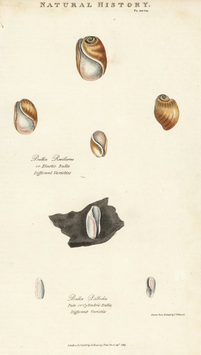 Rugalmas bula, Bulla resiliens és halvány vagy hengeres bulla, Bulla pallida. Kézi színű rézmetszet Sydenham Edwards nyomán, John Mason Good Pantologia, a New Encyclopedia című művéből, G. Kearsley, London alkotó: Sydenham Teast Edwards