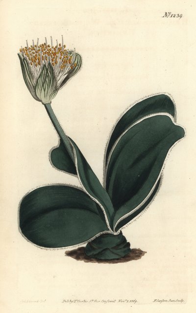 Elefántfül - fehér virágú haemanthus, Haemanthus albiflos. F. Sansom Jr. kézi színű rézmetszete Sydenham Edwards illusztrációja után a William Curtis Botanical Magazine-ból, T. Curtis, London alkotó: Sydenham Teast Edwards