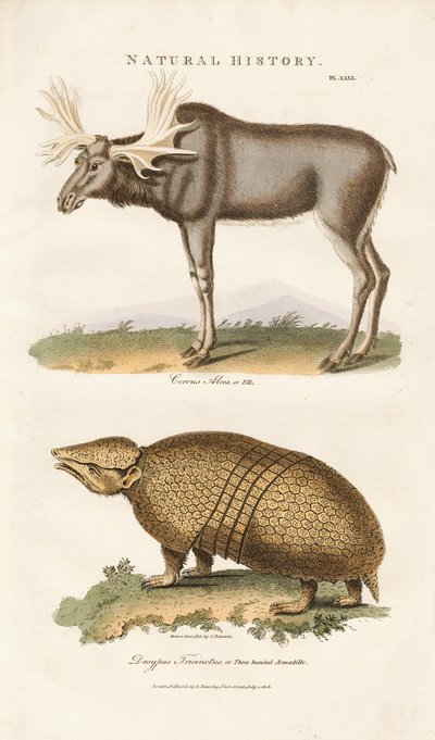 Elk és háromsávos giliszta alkotó: Sydenham Teast Edwards