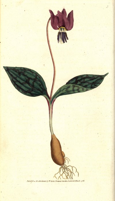 Erythrone kutyafog (vagy vörös Satyrion) - Kutyafog ibolya, Erythronium dense-canis. Kézzel színezett rézmetszet James Sowerby botanikai illusztrációja nyomán William Curtis The Botanical Magazine-jából, Lambeth Marsh, London alkotó: Sydenham Teast Edwards