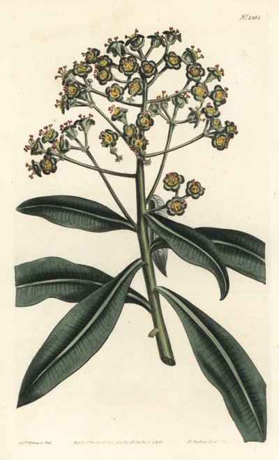 Euphorbe mellifere - Mézes spurge vagy méztermő euphorbia, Euphorbia mellifera. F. Sansom Jr. kézi színű rézmetszete Sydenham Edwards illusztrációja után a William Curtis Botanical Magazine-ból, T. Curtis, London alkotó: Sydenham Teast Edwards