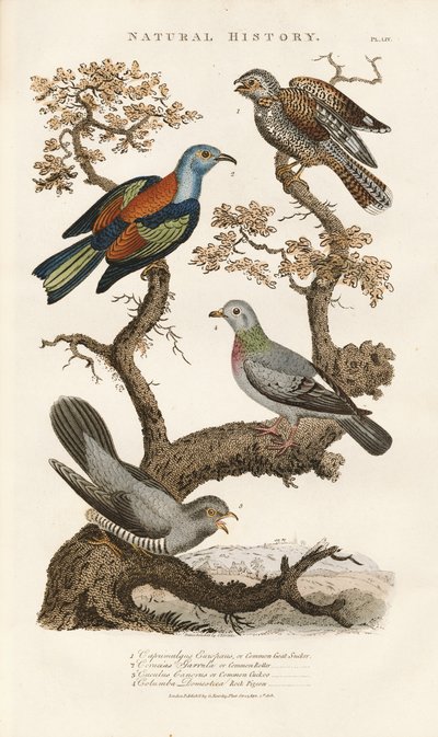 Európai madárfajok a fákon alkotó: Sydenham Teast Edwards