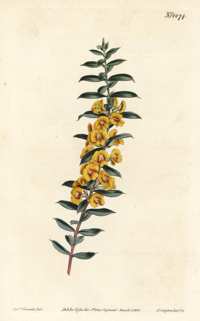 Eutaxia myrtifolia (Keresztlevelű dillwynia, Dillwynia obovata). F. Sansom Jr. kézi színű rézmetszete Sydenham Edwards illusztrációja után a William Curtis Botanical Magazine-ból, T. Curtis, London alkotó: Sydenham Teast Edwards