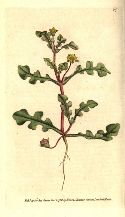 Ficoide variete - Aethephyllum pinnatifidum (szaggatott levelű fügevirág, Mesembryanthemum pinnatifidum). Kézzel színezett rézmetszet William Curtis The Botanical Magazine botanikai illusztrációja után, Lambeth Marsh, London alkotó: Sydenham Teast Edwards