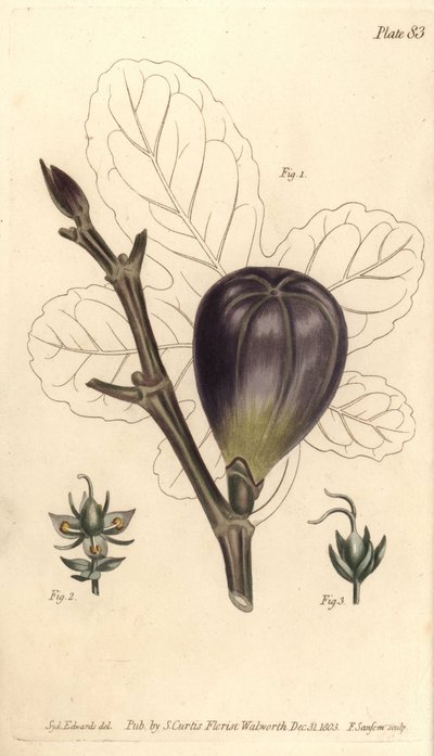 Füge, Ficus carica, Trioecia hermafrodittal, hím 2 és nőstény 3 különálló virágokkal. F. Sansom kézi színű rézmetszete Sydenham Edwards botanikai illusztrációjáról William Curtis Botanikai előadásaihoz, a Botában átadva alkotó: Sydenham Teast Edwards