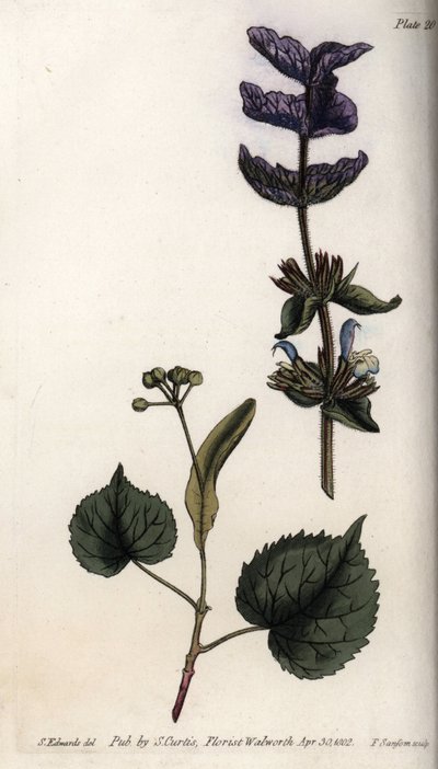 Virágos levelek és ibolya csokor zöldzsálya (vagy horminzsálya) és hársfák végtagjaiból. Színes rézmetszet, Sydenham Edwards (1768-1819) illusztrációja a Lambethi Botanikus Kert (Anglia) botanikai konferenciájához alkotó: Sydenham Teast Edwards