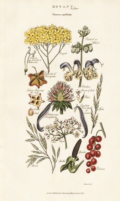 Virág- és gyümölcsdíszek alkotó: Sydenham Teast Edwards