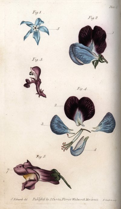 A borágó és a borsó (hüvelyes) virágzása. Színes rézmetszet, Sydenham Edwards (1768-1819) illusztrációja a Lambethi Botanikus Kert (Anglia) botanikai konferenciájához alkotó: Sydenham Teast Edwards