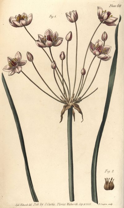 Virágzó rózsa, Butomus umbellatus, Hexagynia, hermafrodita virág 1. és bibe 2. F. Sansom kézi színű rézmetszete Sydenham Edwards botanikai illusztrációjáról William Curtis Botanikai előadásaihoz, a Botanikus Kertben. alkotó: Sydenham Teast Edwards