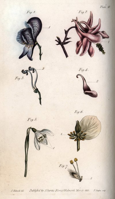 Aconit, ancholia, galanthus, hunyor és sírófűz virágai, bibe és etamin részletekkel). Az akonit Aconitum (1,3), Aquilegia (2,4), hóvirág Galanthus (5), helleborus Helleborus (6) és Salix fűz (7) nektáriuma. Handcol alkotó: Sydenham Teast Edwards