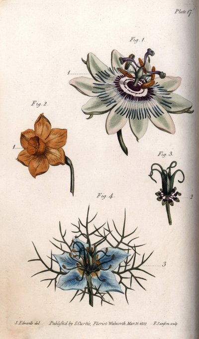 Maracuja vagy golgotavirág virágai, nárcisz és nigella. Színes rézmetszet, Sydenham Edwards (1768-1819) illusztrációja a Lambethi Botanikus Kert (Anglia) botanikai konferenciájához alkotó: Sydenham Teast Edwards