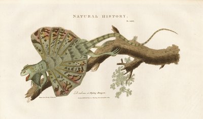 Repülő sárkány egy ágon alkotó: Sydenham Teast Edwards