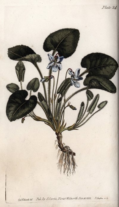 Illatos ibolya. Színes rézmetszet, Sydenham Edwards (1768-1819) illusztrációja a Lambethi Botanikus Kert (Anglia) botanikai konferenciájához alkotó: Sydenham Teast Edwards