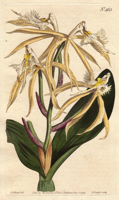 Rojtos orchidea epidendrum, fehér és halványsárga virággal. Amerikai és karibi eredetű. Rojtos epidendrum orchidea halványsárga és fehér virágokkal. Amerikában és Nyugat-Indiában őshonos. Epidendrum ciliare. Kézi színű rézmetszet től alkotó: Sydenham Teast Edwards