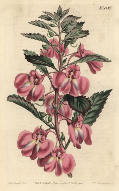 Kerti balzsam - Kerti balzsam, Impatiens balsamina (mirigylevelű balzsam, Impatiens coccinea). F. Sansom Jr. kézi színű rézmetszete Sydenham Edwards illusztrációja után a William Curtis Botanical Magazine-ból, T. Curtis, London alkotó: Sydenham Teast Edwards