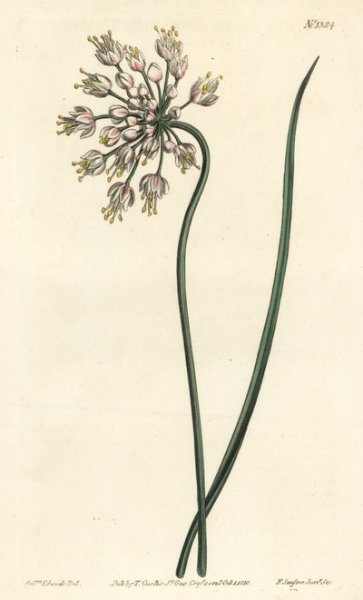 Fokhagyma dőlésszögű - bólogató hagyma, női póréhagyma vagy ernyős fokhagyma, Allium cernuum. F. Sansom Jr. kézi színű rézmetszete Sydenham Edwards illusztrációja után a William Curtis Botanical Magazine-ból, T. Curtis, London alkotó: Sydenham Teast Edwards
