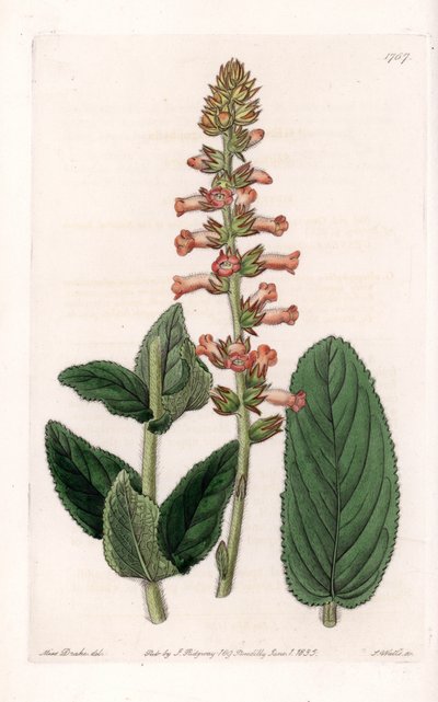 Genera Variete – S. Watts által gravírozott tábla Sarah Anne Drake (1803-1857) illusztrációjáról, a Sydenham Edwards (1768-1819) botanikai nyilvántartásából, Angliából alkotó: Sydenham Teast Edwards