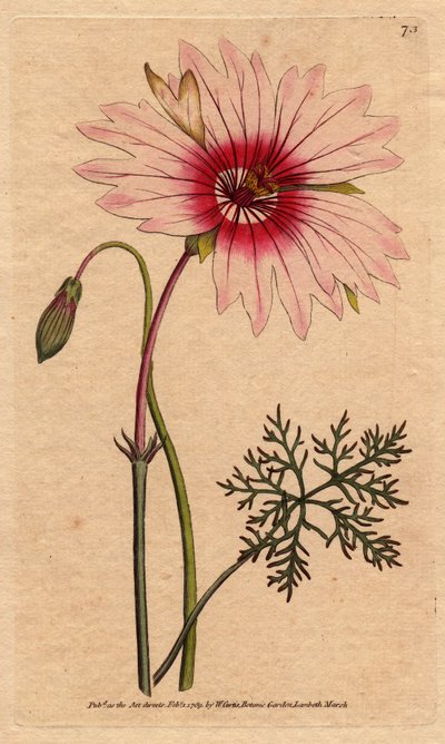 A muskátli monsonia nagy világos rózsaszín és sötét rózsaszín virággal rendelkezik. Nagy virágú monsonia halvány rózsaszín és mély rózsaszín virágokkal. Monsonia speciosa. Kézi színű rézmetszet Sydenham Edwards botanikai illusztrációjából William Curtis „” alkotó: Sydenham Teast Edwards