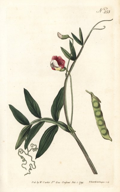 Gesse climene - spanyol bükköny, Lathyrus clymenum (csuklós-hüvelyes lathyrus, Lathyrus articulatus). Sansom kézzel színezett rézmetszet Sydenham Edwards illusztrációja nyomán William Curtis Botanical Magazine Londonból alkotó: Sydenham Teast Edwards