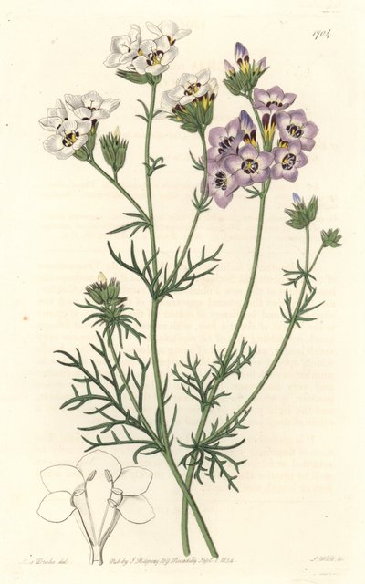 Gilia tricolor, fehér és lila fajták, Kaliforniában őshonos – S. Watts erős víz Sarah Anne Drake (1803-1857) illusztrációjából, a Botanical Registerből alkotó: Sydenham Teast Edwards