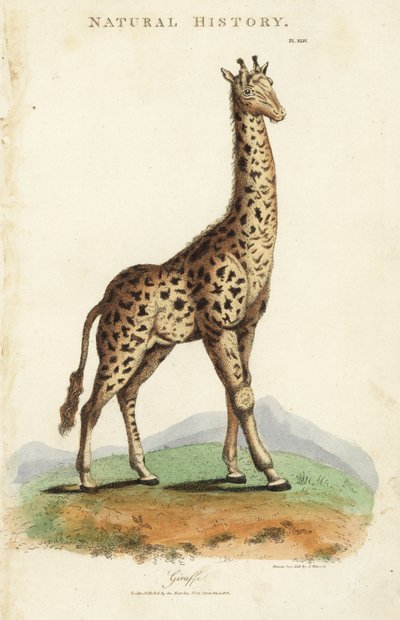 Zsiráf, Giraffa camelopardalis. Kézi színű rézmetszet Sydenham Edwards nyomán, John Mason Good Pantologia, a New Encyclopedia című művéből, G. Kearsley, London alkotó: Sydenham Teast Edwards