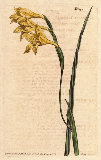 A Glaieulnak sárga virágai vannak az episzokban és kard alakú levelei. Sárga virágú, szögletes levelű kukorica lobogó. Gladiolus tristis. Kézzel festett rézmetszet Sydenham Edwards botanikai illusztrációjáról William Curtis „” Botanical Magazine” című 1790 alkotó: Sydenham Teast Edwards