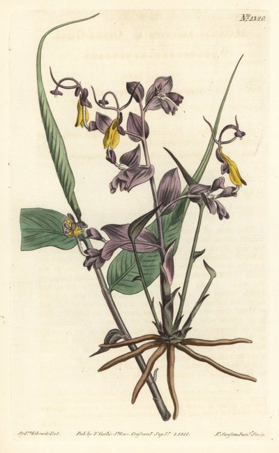 Globba radicalis (Operalányok, Mantisia saltatoria). F. Sansom Jr. kézi színű rézmetszete Sydenham Edwards illusztrációja után a William Curtis Botanical Magazine-ból, T. Curtis, London alkotó: Sydenham Teast Edwards