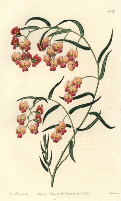 Glicinlevelű dillwynia, Dillwynia glycinifolia. S. Watts kézi színű rézmetszet Miss Sarah Drake illusztrációja nyomán a Sydenham Edwards Botanical Register-ből, Ridgeway, London alkotó: Sydenham Teast Edwards