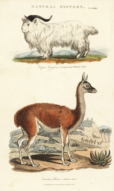 Kecske és láma – Hosszú szarvú vadkecske, Capra aegagrus és láma, Lama glama (Glama teve, Camelus láma). Kézi színű rézmetszet Sydenham Edwards nyomán, John Mason Good Pantologia, a New Encyclopedia című művéből, G. Kearsley, London alkotó: Sydenham Teast Edwards