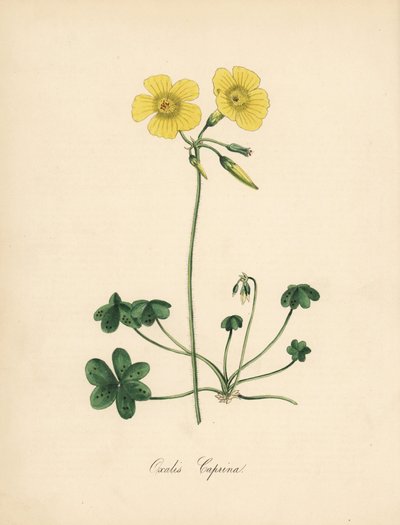 Kecskeláb erdei sóska, Oxalis caprina. Sydenham Edwards William Curtis „” Botanical Magazine”-beli illusztrációjából készült.” C. Chabot kézzel színezett cinkográfoja, amelyet Miss M. A. Burnett rajzolt a „” Plantae Utiliores: or Illustrations of Useful Pl alkotó: Sydenham Teast Edwards