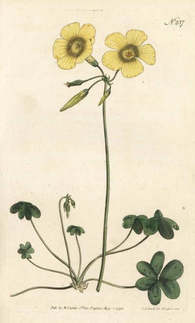 Kecskeláb - Kecskeláb erdei sóska, Oxalis caprina. Sansom kézzel színezett rézmetszet Sydenham Edwards illusztrációja nyomán William Curtis Botanical Magazine-ból, London alkotó: Sydenham Teast Edwards