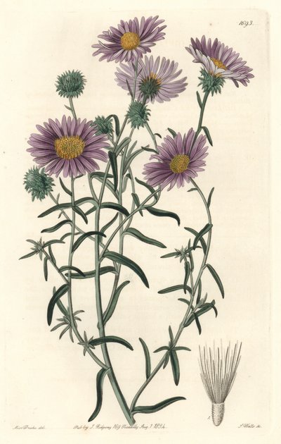Gray Aster, eredetileg Kaliforniából – S. Watts Strong Water Sarah Anne Drake (1803-1857) illusztrációjából, a Botanical Registerből alkotó: Sydenham Teast Edwards