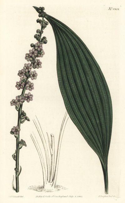 Zöld virágú teta, Peliosanthes teta. F. Sansom Jr. kézi színű rézmetszete Sydenham Edwards illusztrációja után a William Curtis Botanical Magazine-ból, T. Curtis, London alkotó: Sydenham Teast Edwards