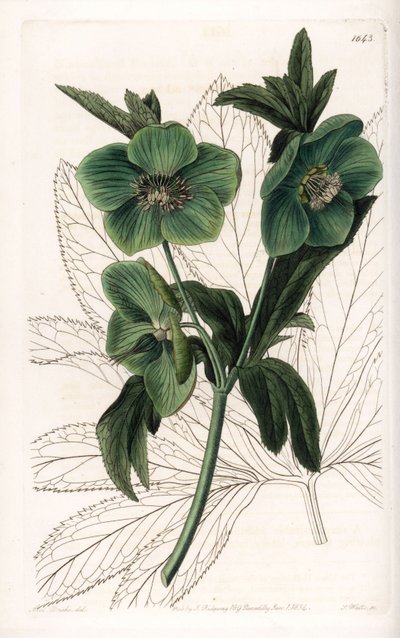 Green Flower Hellebore Variete – S.Watts metszete, Sarah Anne Drake (1803-1857) illusztrációja alapján, a Sydenham Edwards (1768-1819) botanikai nyilvántartásából, Angliából alkotó: Sydenham Teast Edwards