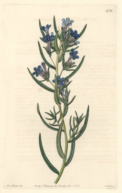 Gremil egy rozmaringlevél, Szicíliában őshonos – S. Watts Water forte Sarah Anne Drake (1803-1857) illusztrációjából, a Botanical Registerből alkotó: Sydenham Teast Edwards