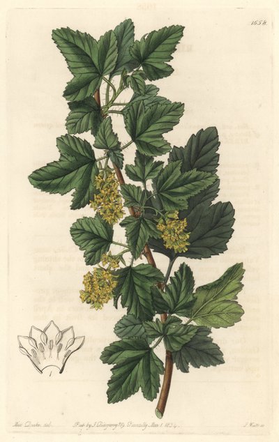 Groseillier, a szibériai Gadellier (Ribes diacanthum) néven ismert, Chilében született – S. Watts Water forte Sarah Anne Drake (1803-1857) illusztrációja alapján, a botanikai nyilvántartásból alkotó: Sydenham Teast Edwards