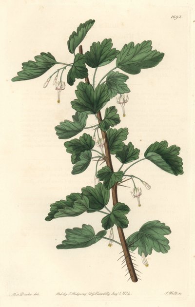 Groseillier, Észak-Amerikában őshonos - S. Watts vízerős, Sarah Anne Drake (1803-1857) illusztrációjáról, a Botanical Registerből. alkotó: Sydenham Teast Edwards