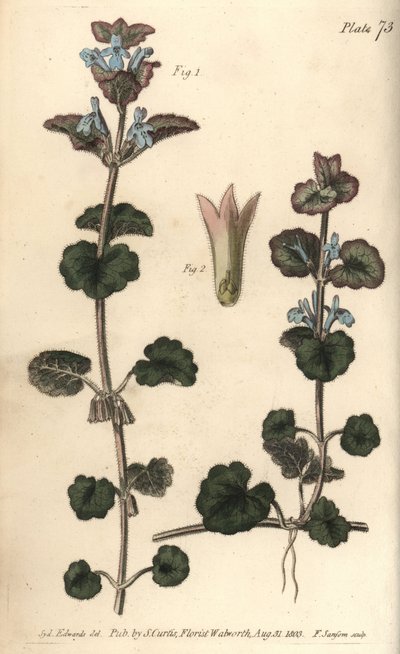 Földi borostyán, Glechoma hederacea, Gymnospermia. F. Sansom kézi színű rézmetszete Sydenham Edwards botanikai illusztrációjáról William Curtis Botanikai előadásaihoz, a lambethi botanikus kertben alkotó: Sydenham Teast Edwards