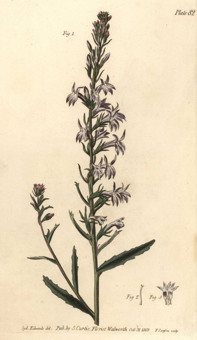 Heath lobelia, Lobelia urens, Polygamia monogámia. F. Sansom kézi színű rézmetszete Sydenham Edwards botanikai illusztrációjáról William Curtis Botanikai előadásaihoz, a lambethi botanikus kertben alkotó: Sydenham Teast Edwards