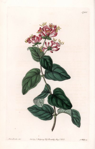 Gyógynövényfajta – S.Watts által gravírozott tábla Sarah Anne Drake (1803-1857) illusztrációjáról, a Sydenham Edwards (1768-1819) botanikai nyilvántartásából, Anglia alkotó: Sydenham Teast Edwards