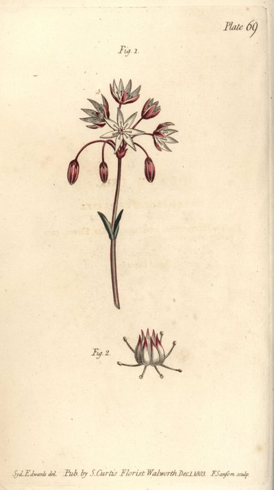 Hermafrodita virág hét bibével, Heptagynia, Septas capensis. F. Sansom kézi színű rézmetszete Sydenham Edwards botanikai illusztrációjáról William Curtis Botanikai előadásaihoz, a lambethi botanikus kertben alkotó: Sydenham Teast Edwards
