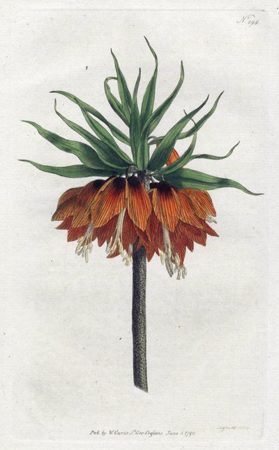 Imperial Fritillary vagy Imperial Crown – Sydenham Edwards litográfiája (1768-1819), lemez William Curtis Botanical Magazine-jából (1746-1799) alkotó: Sydenham Teast Edwards