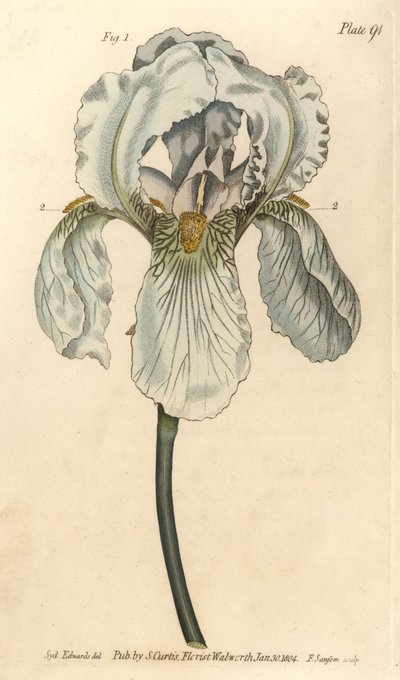 Iris florentina, Iris germanica nothovar. F. Sansom kézi színű rézmetszete Sydenham Edwards botanikai illusztrációjáról William Curtis Botanikai előadásaihoz, a lambethi botanikus kertben alkotó: Sydenham Teast Edwards