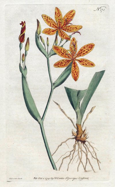 Íriszleopárd vagy tigrisliliom (Iris Domestica) – Sydenham Edwards (1768-1819) litográfiája, William Curtis (1746-1799) a Botanical Magazine-ból alkotó: Sydenham Teast Edwards