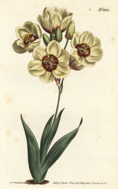 Ixia abbreviata (Krémszínű foltos ixia, Ixia maculata v. ochroleuca). F. Sansom Jr. kézi színű rézmetszete Sydenham Edwards illusztrációja után a William Curtis Botanical Magazine-ból, T. Curtis, London alkotó: Sydenham Teast Edwards