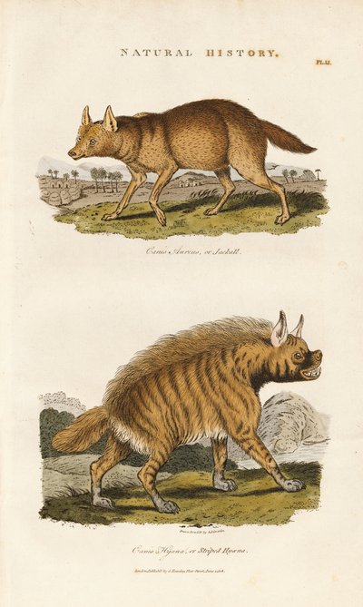 Sakál és csíkos hiéna alkotó: Sydenham Teast Edwards