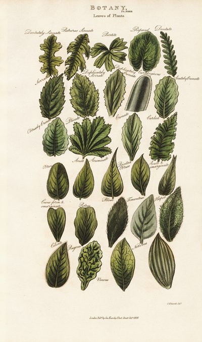 Levélperemek és struktúrák a botanikai morfológiában alkotó: Sydenham Teast Edwards