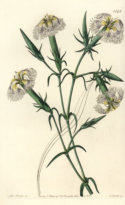 Libanoni szegfű (veszélyben lévő faj) - Pink of Libanon, Dianthus libanotis. Veszélyeztetett fajok. S. Watts kézi színű rézmetszet Miss Sarah Drake illusztrációja nyomán a Sydenham Edwards Botanical Register-ből, Ridgeway, London alkotó: Sydenham Teast Edwards