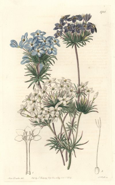 Leptosiphon androsace, Kaliforniában őshonos – S. Watts víz Sarah Anne Drake (1803-1857) illusztrációjából, a botanikai nyilvántartásból alkotó: Sydenham Teast Edwards